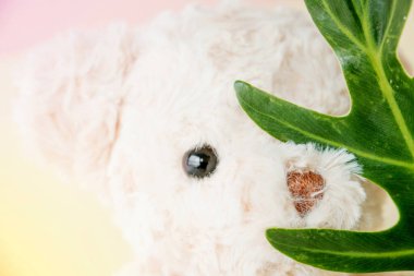 Oyuncak ayı, pelüş oyuncak atış