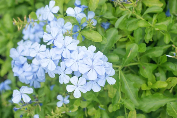Маленькие Голубые Цветы Цветущие Зеленом Кусте Крупным Планом — стоковое фото