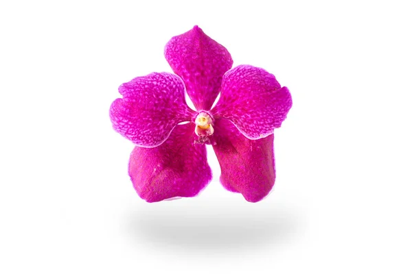 Frodig Rosa Orkidé Blomma Isolerad Vit Bakgrund — Stockfoto