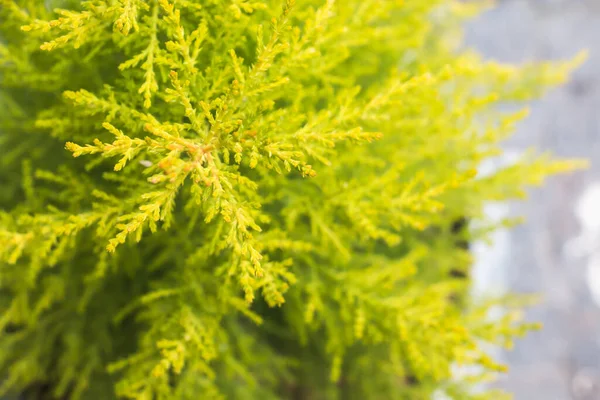 Thuja Tree Lush Green Needles — Stock Photo, Image