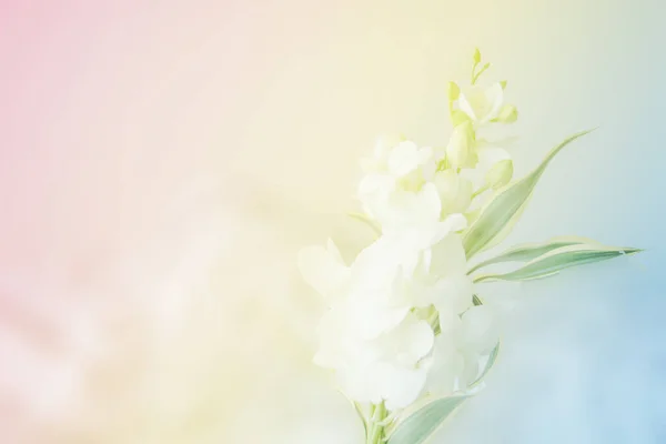 Süße Und Pastellfarbene Blume Weiches Und Verschwommenes Fokusfoto Vintage Stil — Stockfoto