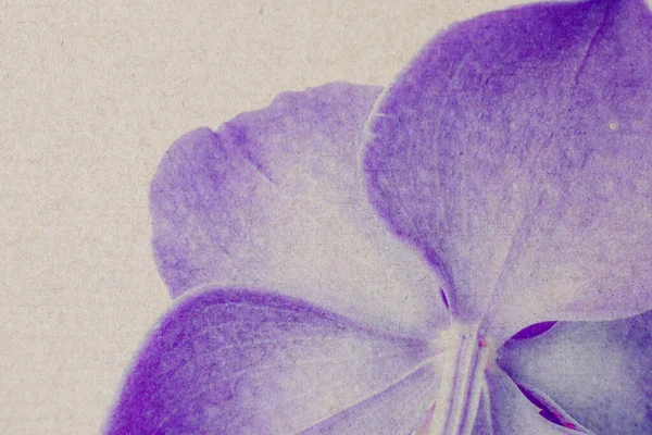 Getönte Und Papierstrukturierte Aufnahme Einer Lila Orchidee — Stockfoto