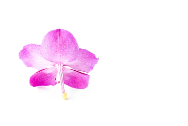 Tropisk Rosa Blomma Isolerad Vit Bakgrund — Stockfoto