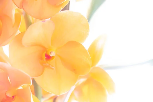 Orangefarbene Orchideenblüten Nahaufnahme — Stockfoto