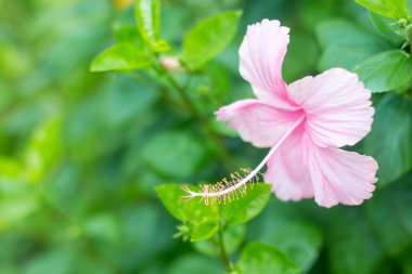 Yeşil çalılıklarda tropik pembe çiçek