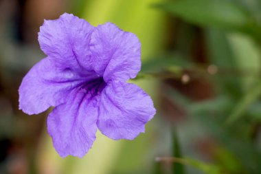 Bulanık yeşil arkaplanda mor çiçekler