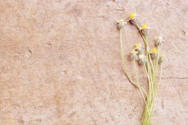 Taştan arka planda bahar çiçekleri