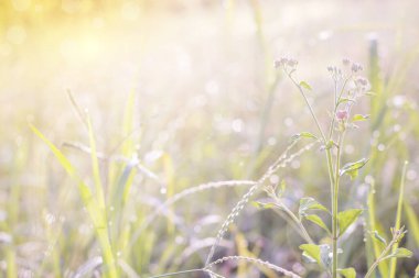 Gün batımında çimlerin üzerinde çiğ taneleri olan güzel kır çiçekleri.