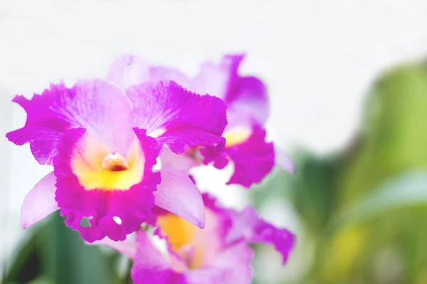 Vacker Lila Orkidé Blommor Närbild Skott — Stockfoto