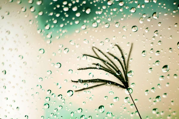 bitki sapı ve cam pencere üzerindeki su damlaları