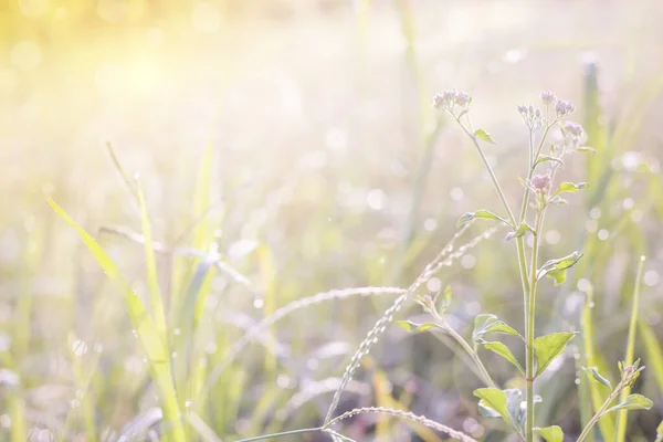 Gün batımında çimlerin üzerinde çiğ taneleri olan güzel kır çiçekleri.