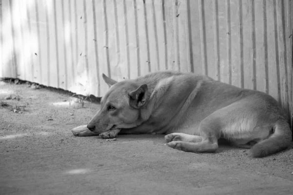 Foto Preto Branco Cão Deitado Rua — Fotografia de Stock