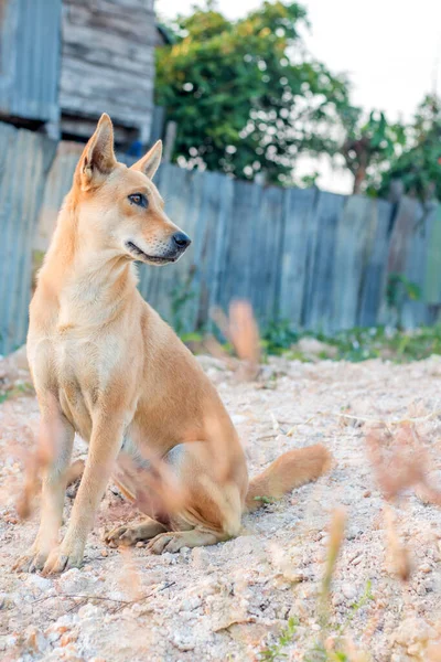 Blick Auf Niedlichen Hund Sitzt Auf Der Straße — Stockfoto