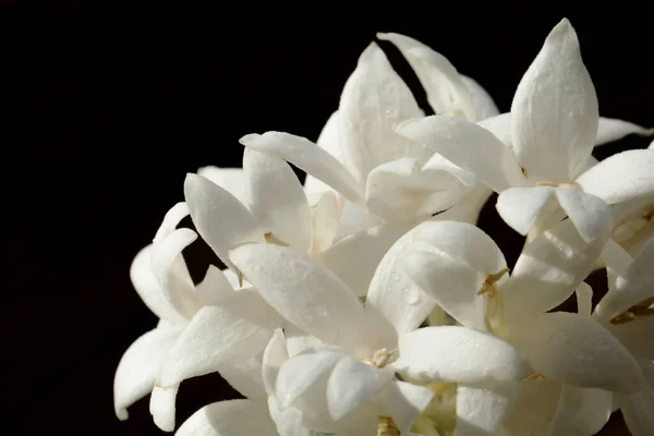 Fiori Magnolia Bianco Sfondo Nero — Foto Stock