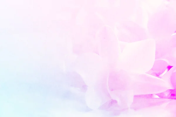 pembe gül arkaplanı