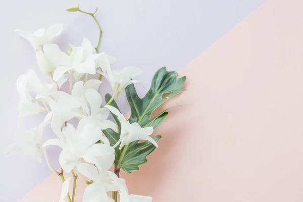 Hermosas Flores Sobre Fondo Blanco Fotos de stock libres de derechos