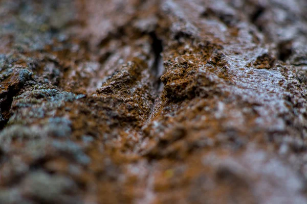 Texture della corteccia degli alberi — Foto Stock