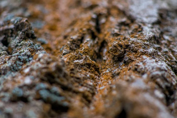 Textura de casca de árvore — Fotografia de Stock