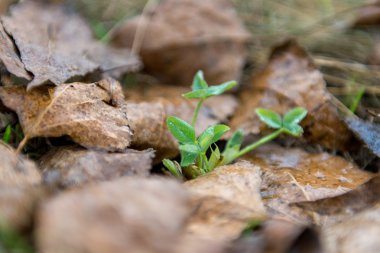 genç bitki Filiz yaprakları ile