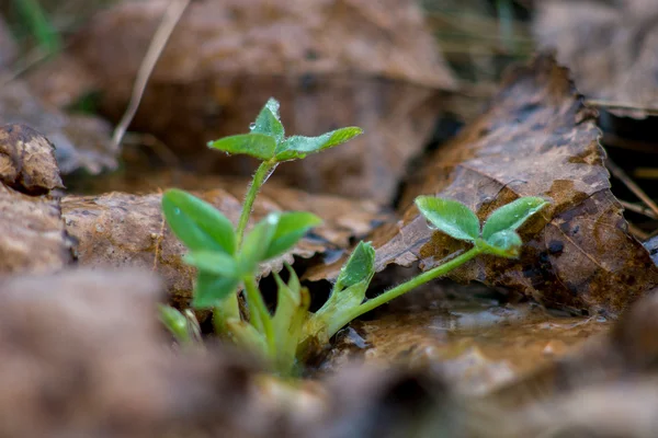 young plant sprout through the leaves