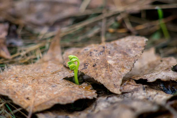 Young plant sprout through the leaves — Stock Photo, Image