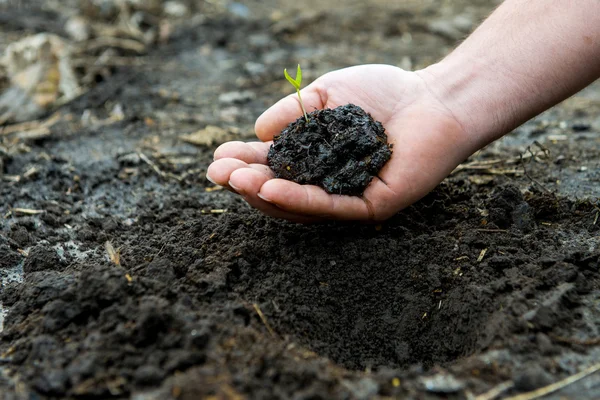 elinde genç yeşil Filiz