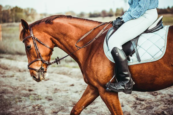 Chica en un caballo — Foto de Stock