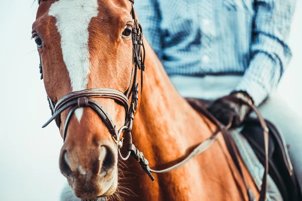 Chica en un caballo — Foto de Stock