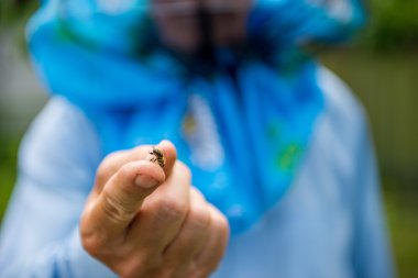 bir parmağına arı oturur