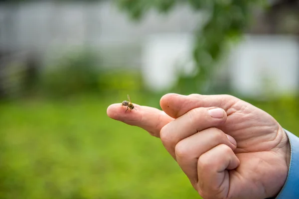 Пчела сидит на пальце — стоковое фото