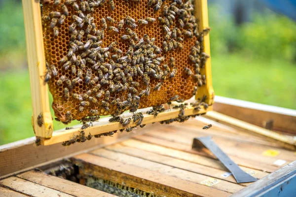 Arıcı kovan denetler