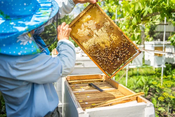 Arıcı kovan denetler