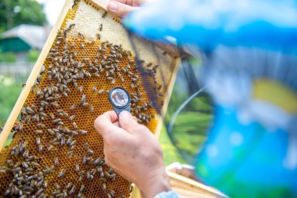 arıcı hücre çalışmaları