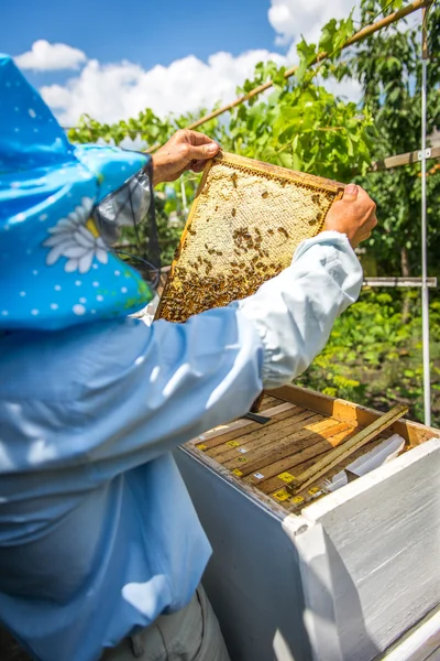 Der Imker kontrolliert den Bienenstock — Stockfoto