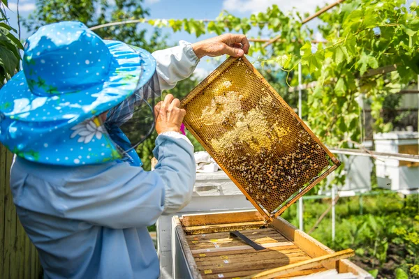 The beekeeper checks the hive