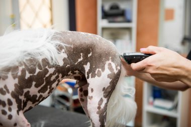 Damat Çince Tepeli köpek doğurmak