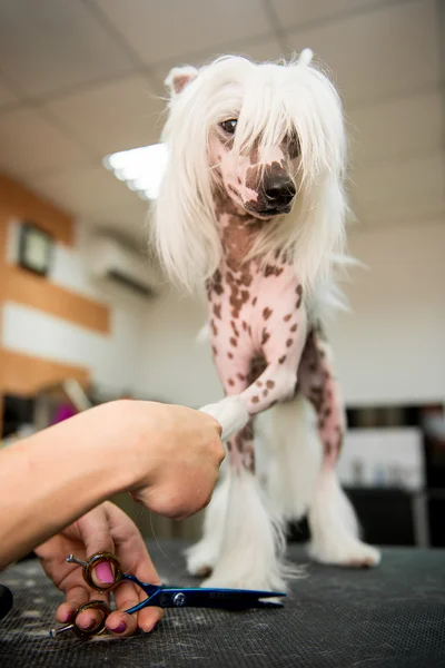 Breed Dog Grooming Chinese Crested