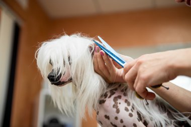 Damat Çince Tepeli köpek doğurmak