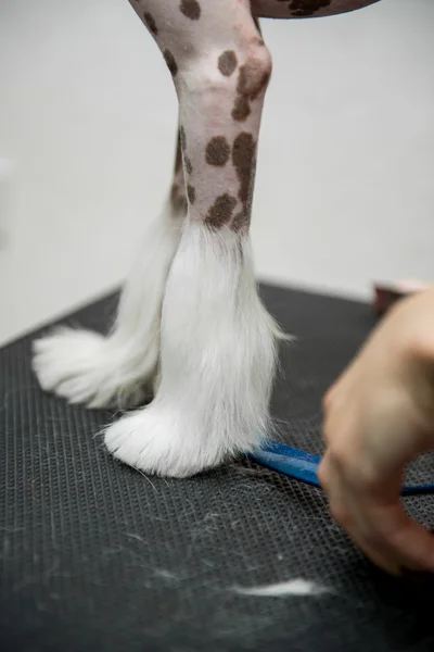 Breed Dog Grooming Chinese Crested