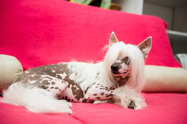 Собака, лежащая на диване — стоковое фото