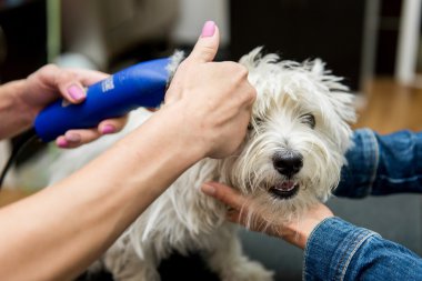Batı dağlık beyaz korkunç köpek bakım