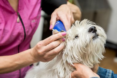 Batı dağlık beyaz korkunç köpek bakım