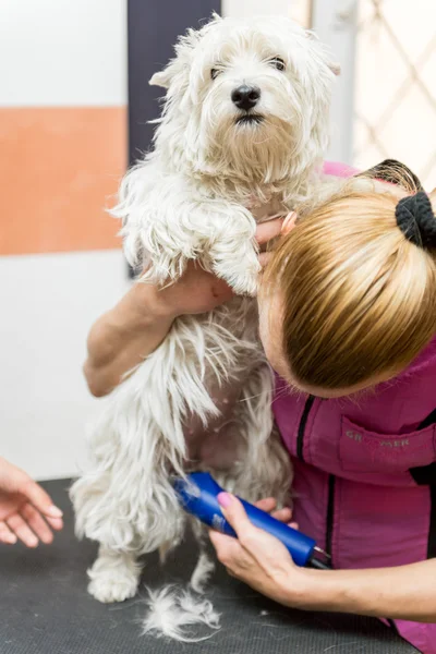 Dog West Highland White Terrier Grooming