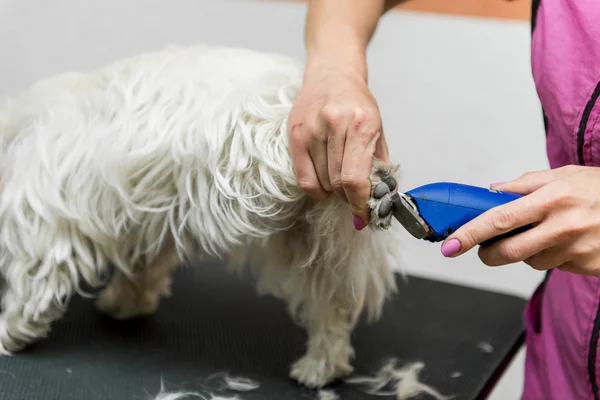 Dog West Highland White Terrier Grooming