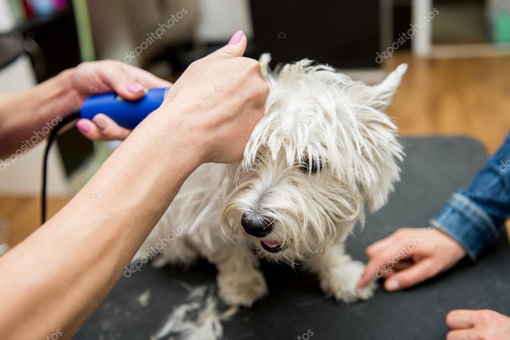 Should You Shave A Westie