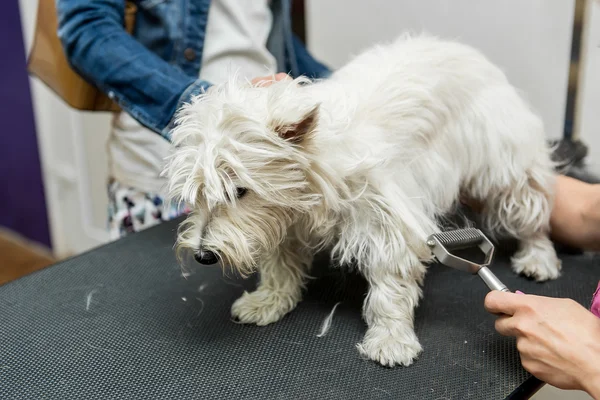 ウエスト ・ ハイランド ・ ホワイト ・ テリアの犬の毛づくろい — ストック写真
