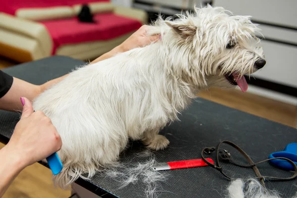 Chien West Highland White Terrier toilettage — Photo