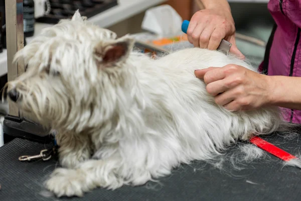 ウエスト ・ ハイランド ・ ホワイト ・ テリアの犬の毛づくろい — ストック写真