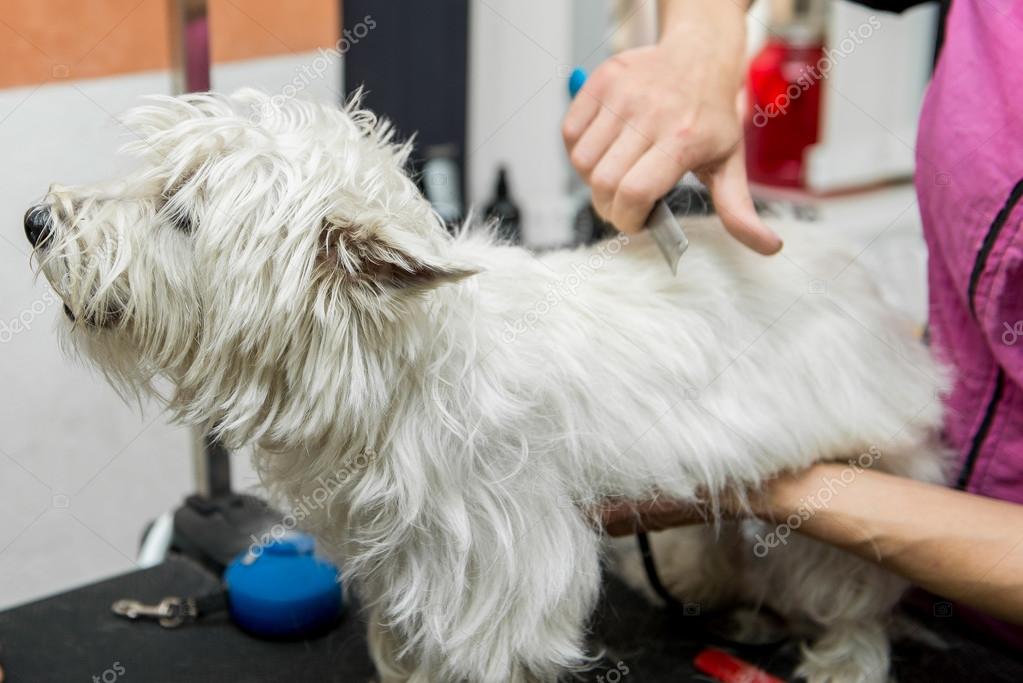 Dog Grooming A Westie Dog El Salvador West Highland Terrier For
