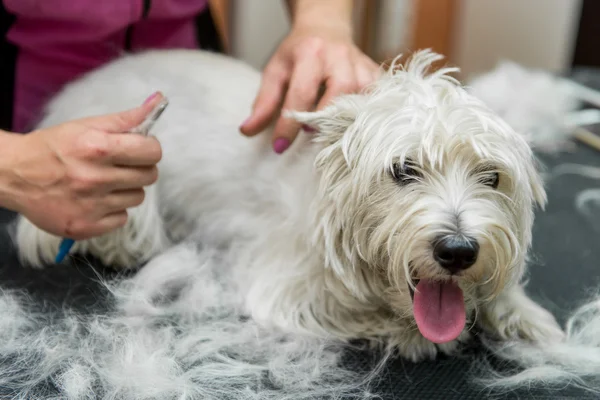 Chien West Highland White Terrier toilettage — Photo